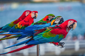 Macaws are a type of parrot with beautiful, colorful feathers. They are considered expensive wild animals. And are beautiful birds that are popular among bird collectors as pets.
