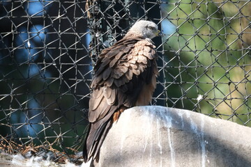 Rapace dans un jardin zoologique