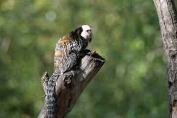 Singe dans un jardin zoologique