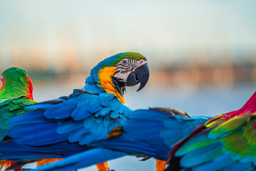 Macaws are a type of parrot with beautiful, colorful feathers. They are considered expensive wild animals. And are beautiful birds that are popular among bird collectors as pets.