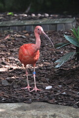 Ibis rouge