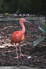Ibis rouge