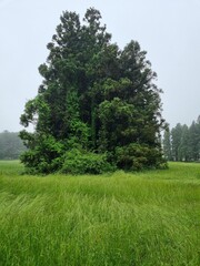A view of the Saryeoni Forest Path of Jeju Island in korea