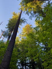 trees in the forest