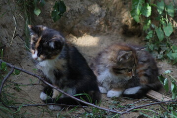 a small kitten near a warehouse with firewood