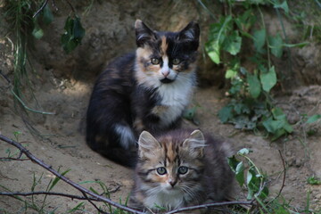 a small kitten near a warehouse with firewood