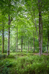 Ladock woods cornwall england uk 