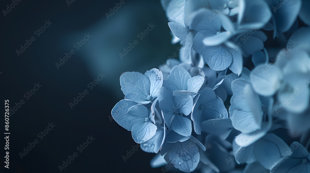 Poster hydrangea flower on a dark background closeup soft selective focus delicate floral background banner
