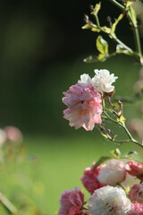 bush white and pink rose in the garden on a background of greenery
