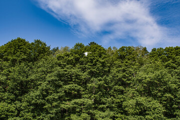 Łabędź w locie © Krzysiek Cegiełka