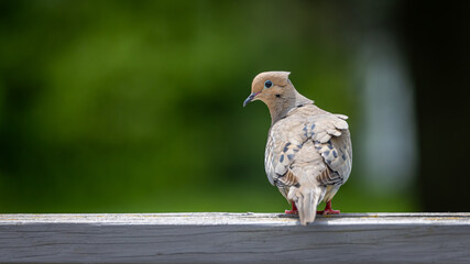 Dove