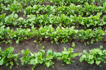 rows of young red beets in the garden. the concept of growing organic natural vegetables. farming, horticulture, agrarian business.