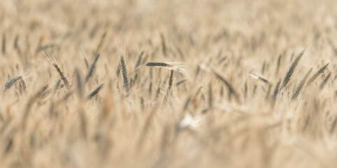 field, ears, wheat, grain, fields
