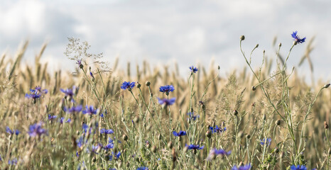 field, wheat, grain,wild meadow, wildflowers