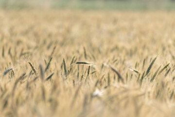 field, ears, wheat, grain, fields