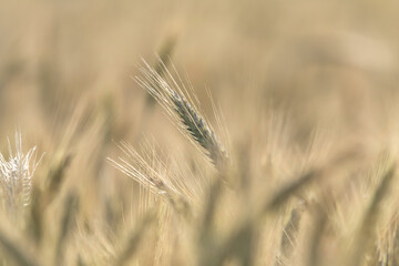 field, ears, wheat, grain, fields