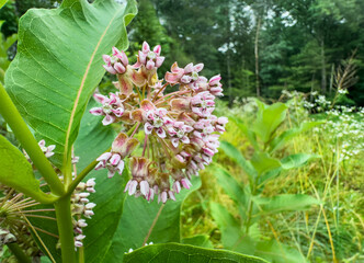 Pretty - plus insect and butterfly friendly -  flowers of the common milkweed on a wet Summer morning © Jo Ann Snover