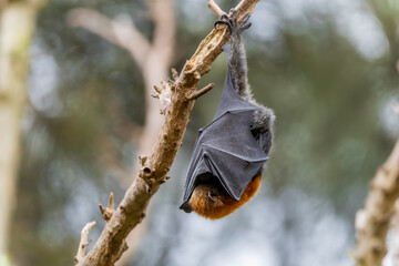 Grey-headed flying fox 