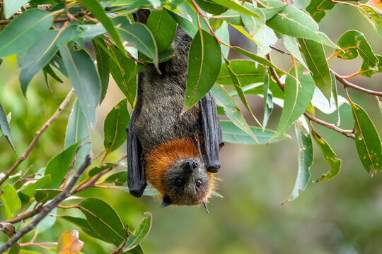 Grey-headed flying fox 
