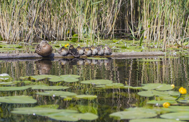 Młode kaczki na rzece 2 © Krzysiek Cegiełka