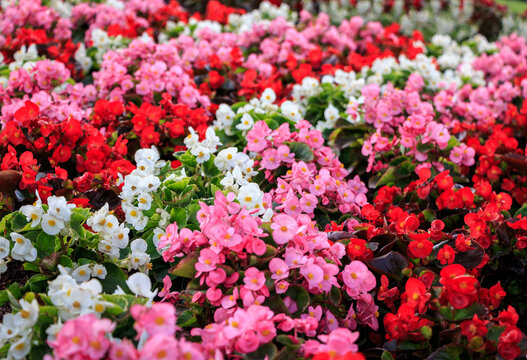 White, pink and red begonia flowers