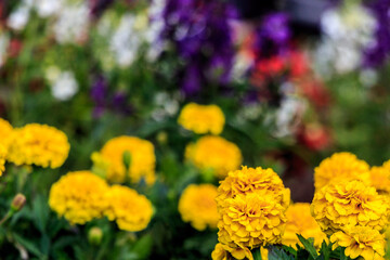 A pair of yellow marigolds against a sea of other flowers