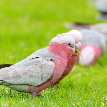 Portrait of Gallah cockatoos (Eolophus roseicapilla)