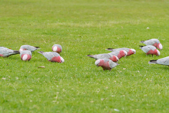 Gallah (Eolophus roseicapilla)