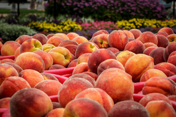 Fresh peaches at the farmers market