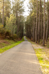 Fototapeta premium Une piste cyclable en plein milieu d'une foret