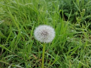 dandelion on green grass