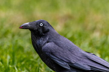 Australian Raven (Corvus coronoides)
