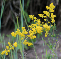 Obraz premium Galium verum grows in nature