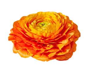 Orange Ranunculus Asiaticus Buttercup Flower isolated on transparent background with clipping path. Persian buttercup flower.
