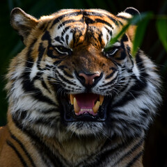 portrait of a Sumatran tiger