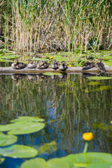 Młode kaczki na rzece 11 © Krzysiek Cegiełka