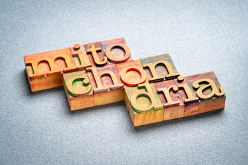 mitochondria word abstract in letterpress wood type, health and healthy lifestyle concept