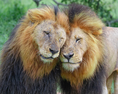 portrait of two male lion brothers