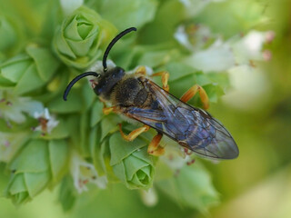 Tawny-legged Furrow Bee (Halictus fulvipes), male