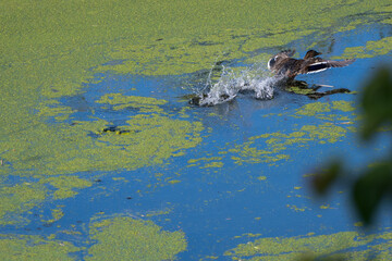 A duck runs across a pond covered with green algae and duckweed, creating ripples and splashes in the water.
