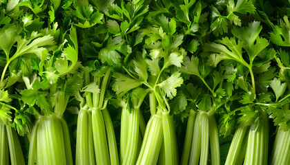 Fototapeta premium Many fresh green celery bunches as background, top view