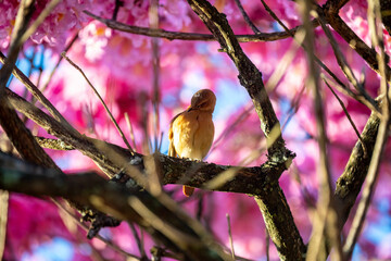 The most beautiful trees in flower: Pink Trumpet Tree (Tabebuia impetiginosa or Handroanthus impetiginosus).