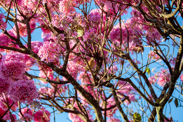The most beautiful trees in flower: Pink Trumpet Tree (Tabebuia impetiginosa or Handroanthus impetiginosus).