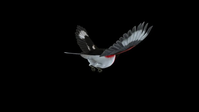 Red Pink Breasted Grosbeak - North American Forest Bird - Flying Loop - Back Angle iew Close Up - Alpha Channel - Realistic 3D animation isolated on transparent background