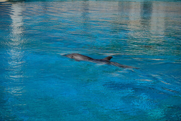 A dolphin swims in the crystal clear blue waters of the dolphinarium. Vacation at a recreation...