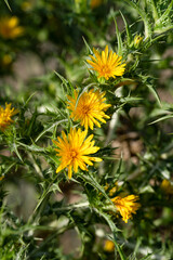 Close-up of a Scolymus maculatus, a yellow spiny wildflower, blooming in its natural habitat, surrounded by greenery.
