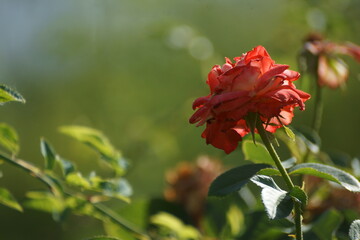 red and yellow flower