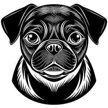 pug dog portrait