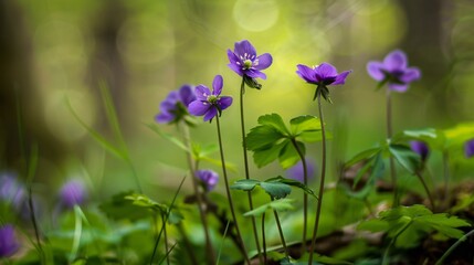 purple flowers in spring