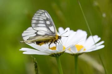フランス菊の花の蜜を吸うウスバシロチョウ